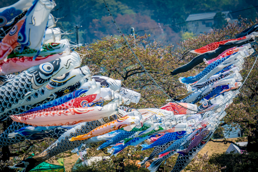 展勝地の鯉のぼり