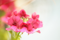 見過ごせないなんて・・・