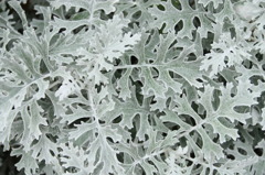 支笏湖畔にて　Ｐｔ２