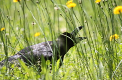 コケーッ！コッコ！