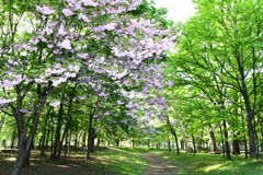 八重の頑張り
