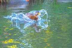 ざぶーーーーん!わははっ!