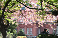 八重のひさし