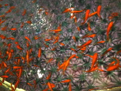 祭り金魚