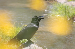 ポワポワのカラスくん