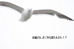 なんか文句ある？