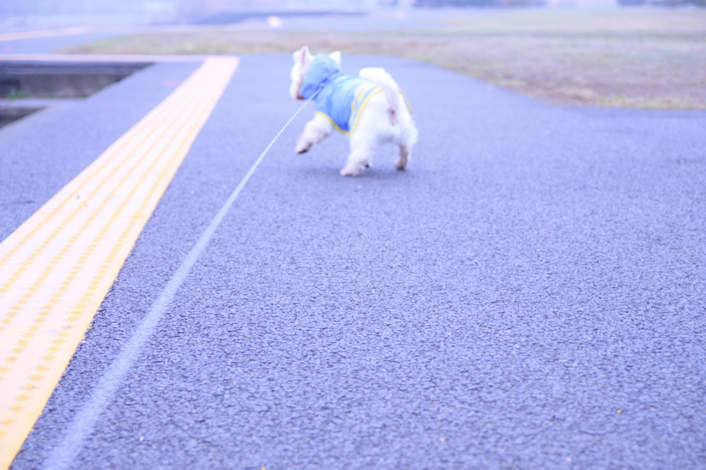 今日のお散歩