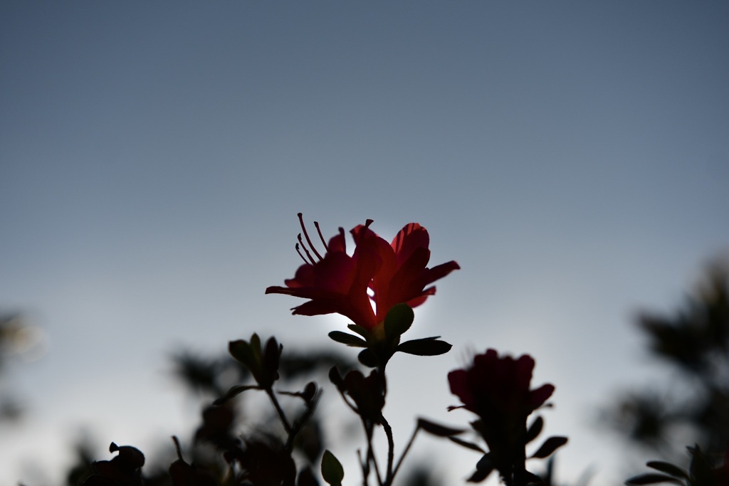 ほのひらく花びら