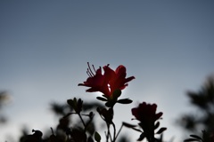 ほのひらく花びら