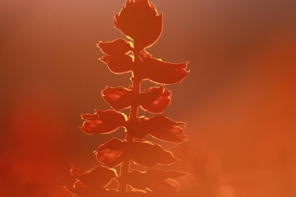 ＲＥＤ
