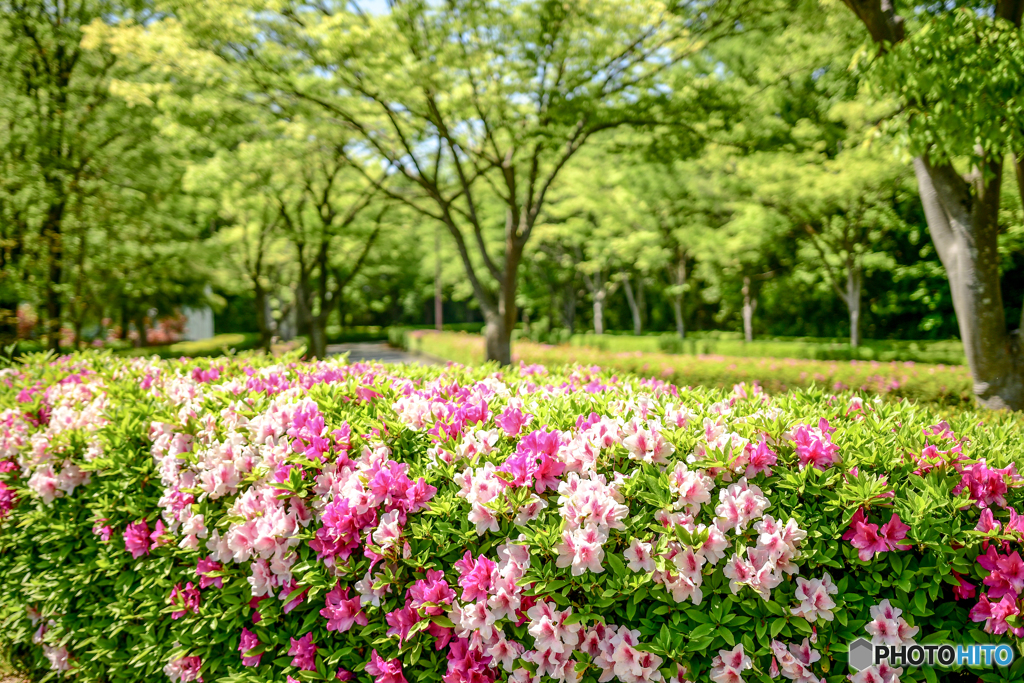 加賀中央公園のつつじ