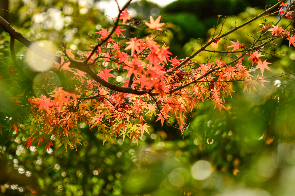 京都　平等院鳳凰堂内の紅葉風景