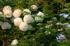 この花の名前は・・・