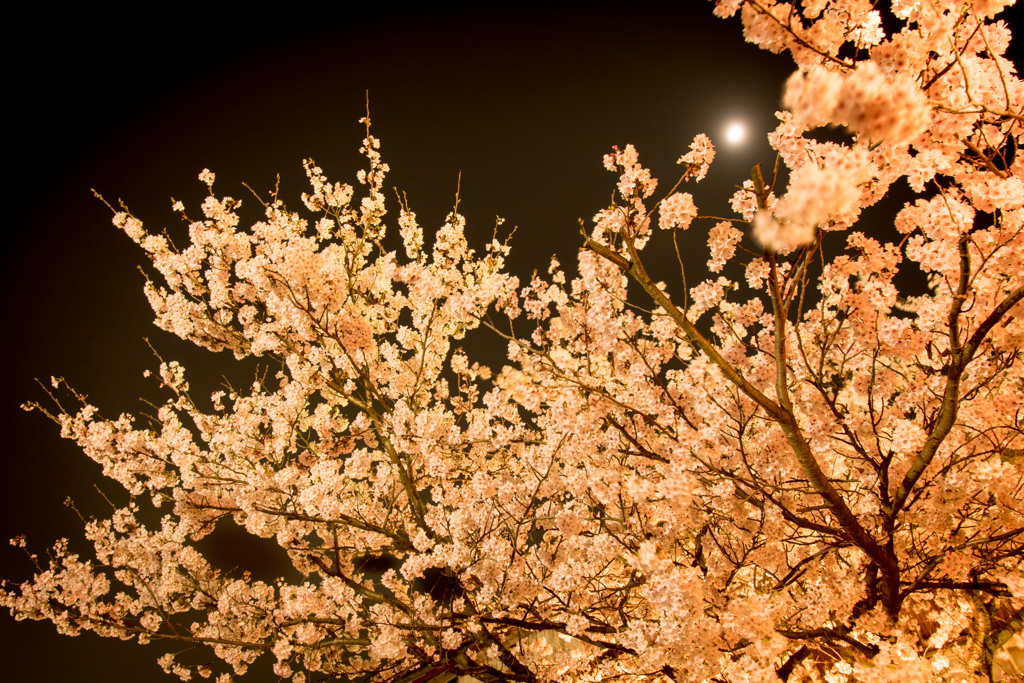大聖寺夜桜２