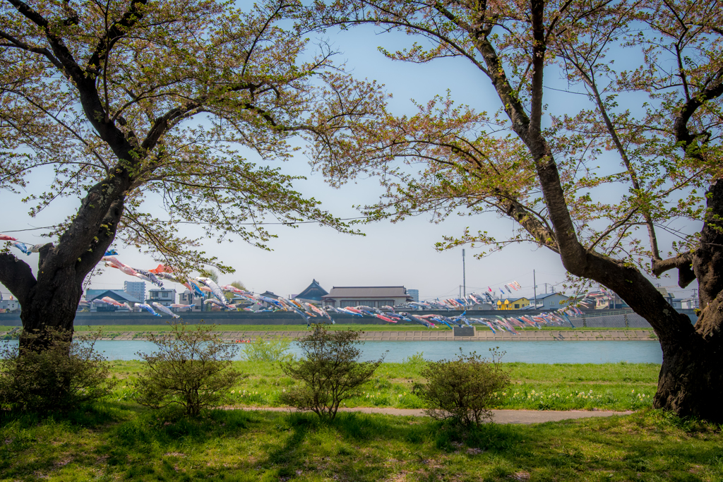 展勝地の桜・・・葉桜