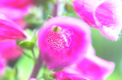 トラップへの道