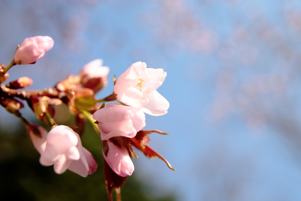 やっと来た桜