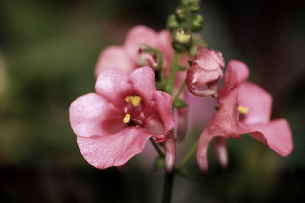 唇の花たち