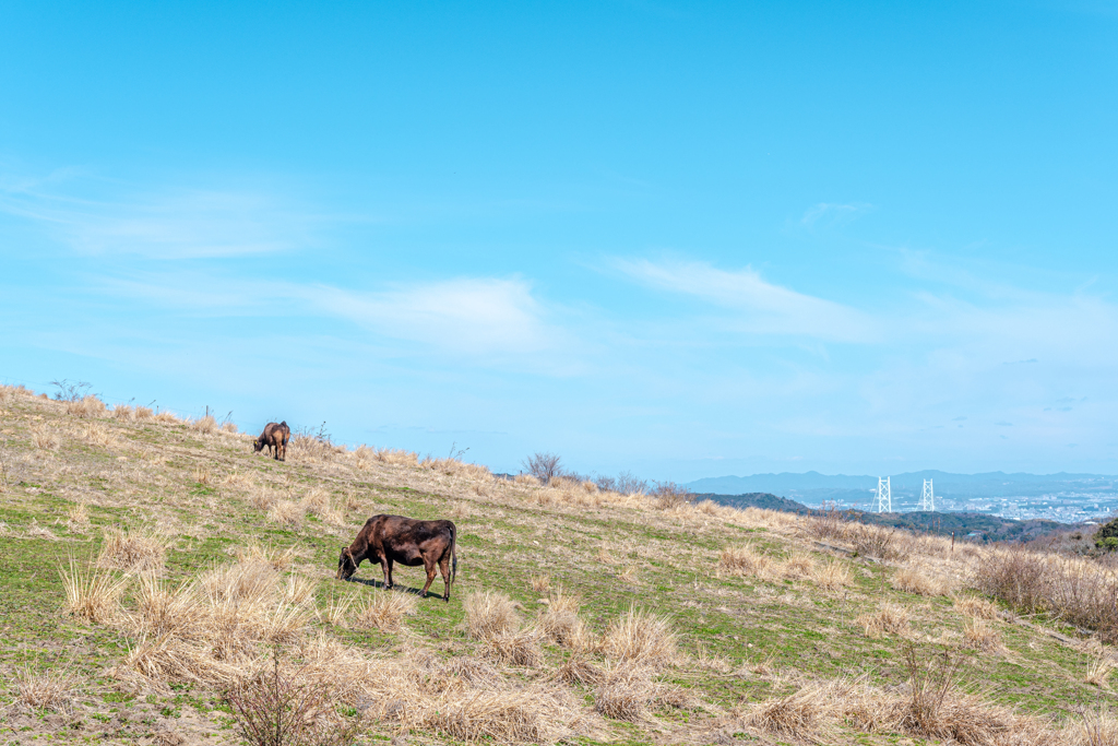 牛と丘と明石海峡大橋