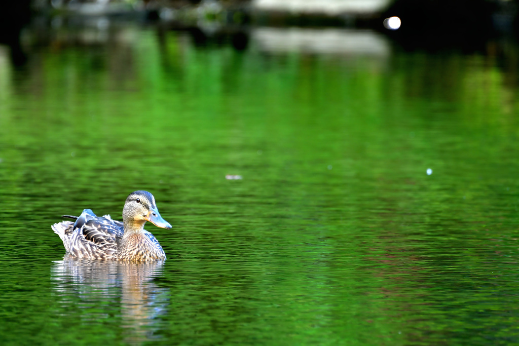 映り込みの中で・・・