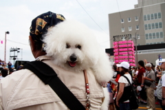 ビションフリーゼ???