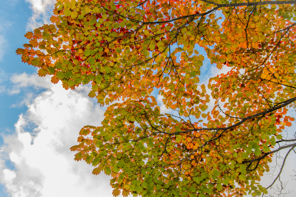 緑紅の空
