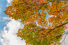 緑紅の空