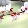 梅