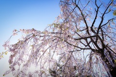 しだれ桜絢爛