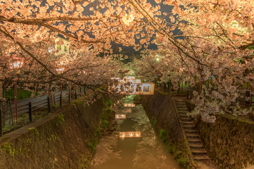 大聖寺夜桜１