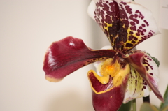 次は誰が落ちる・・・