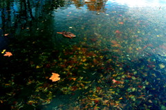水葉