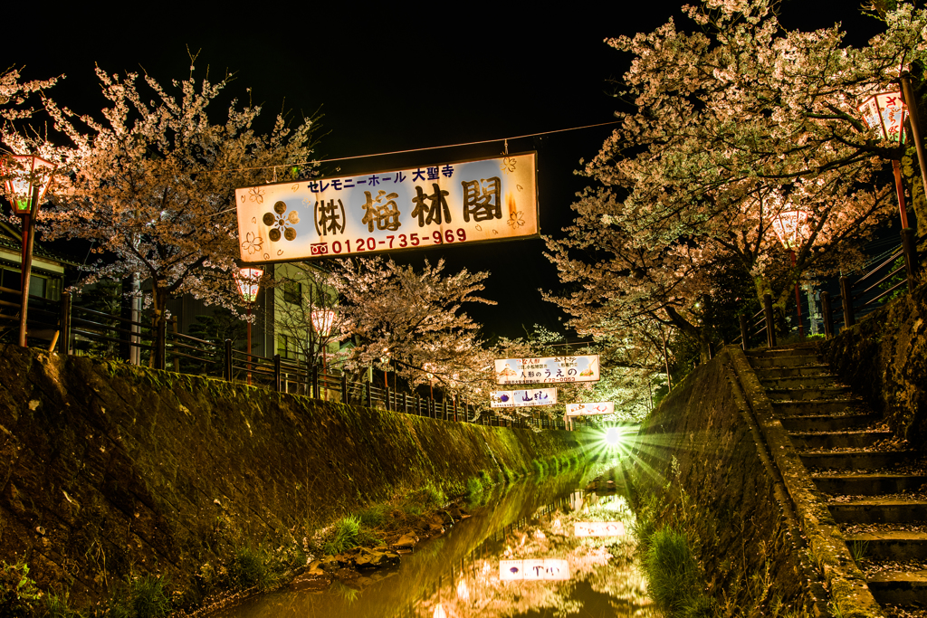 大聖寺夜桜３