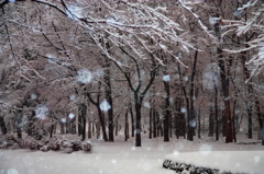 深雪林