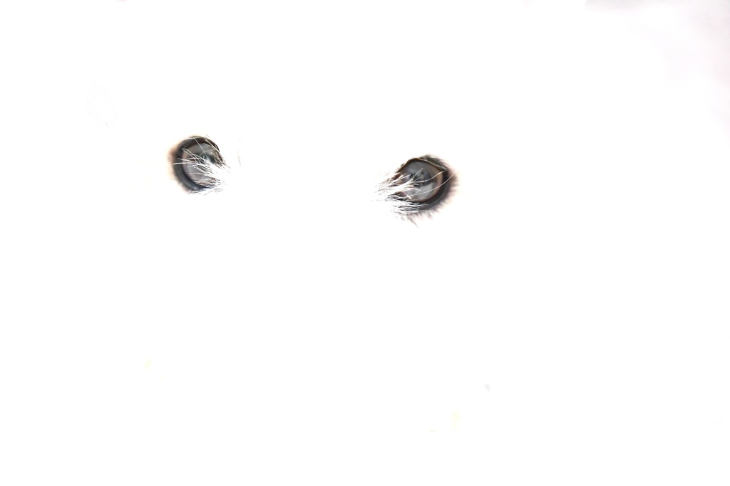 eye mark2