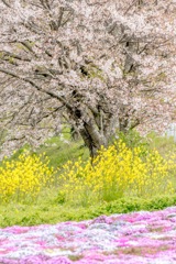 桜芝桜と菜の花の会話