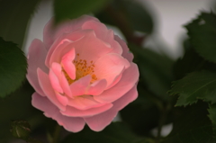 柔らかな日の下で