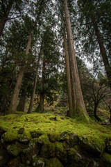 永平寺の森へ