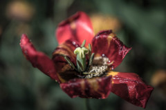 滴りの花