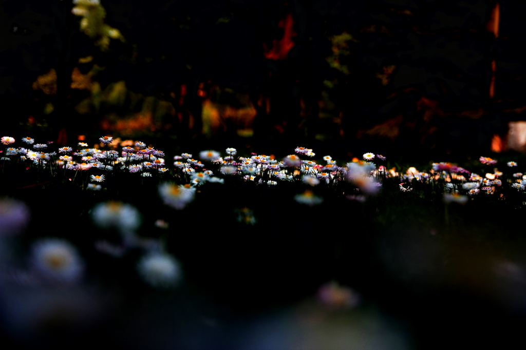 白花黒海
