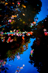 水鏡の落ち葉