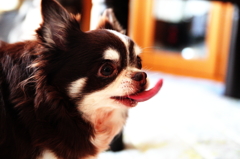 おやつをよこすのだっ！！！