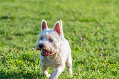 家のちびです。こんにちは