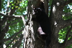 ハンティング失敗だー