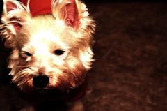 どうしたー・・・