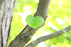 深緑に包まれて・・・