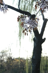 桜キター！！！