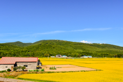金色の村