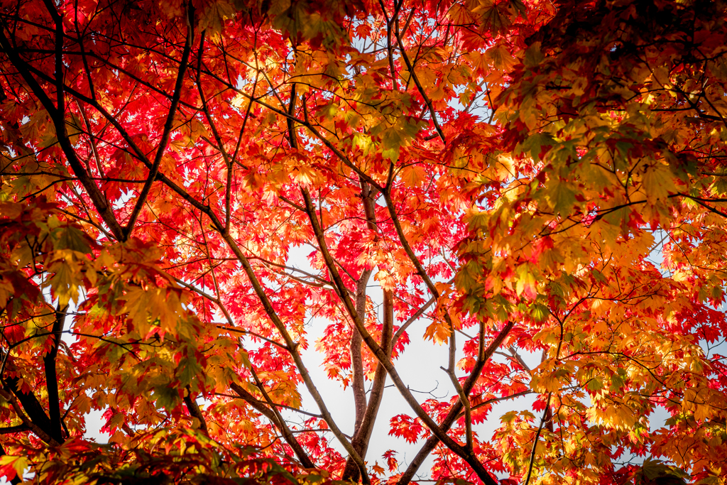 紅戦