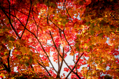 紅戦